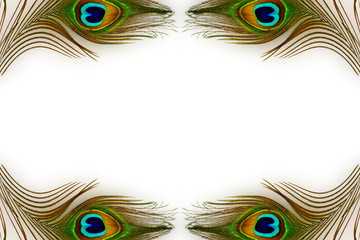 peacock feather texture in white background with text copy space