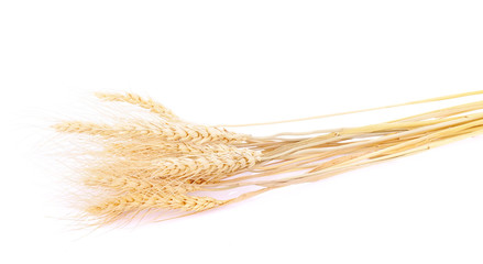 pearls barley grain seed on background
