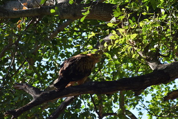 Brown eagle