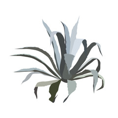 Hand drawn botanical illustrations with big succulent plant of the genus Aloe vera.Isolated on white background.