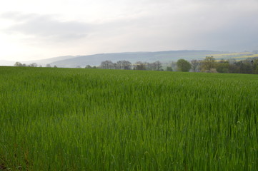 Fototapeta premium Morgentau auf Wiese