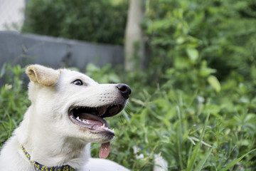 white dog lies in the meadow and is looking for something.