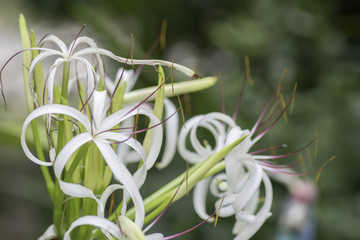 Lily Flower on  a background blur