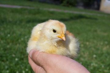 Keep on hand a little chicken