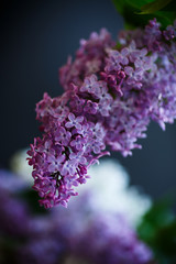 branch of lilac