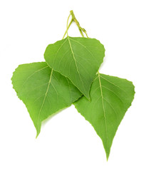 Fototapeta premium Green poplar leaves