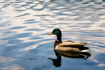 male mallard duck swimming on a lake