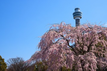 横浜の風景