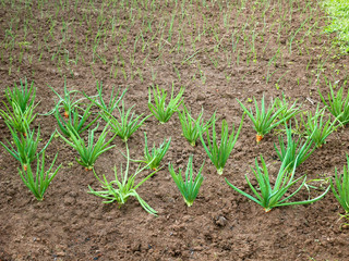 Onion rows in garden