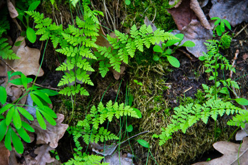 Fern in forest