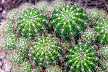 Cactus in the greenhouse