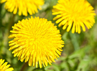 yellow dandelions, close up