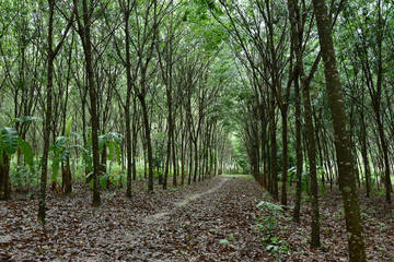 Natural rubber plantation, Rubber tree lane forest.