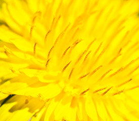 yellow dandelion, macro