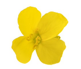 Obraz na płótnie Canvas colza flower (Brassica napus )