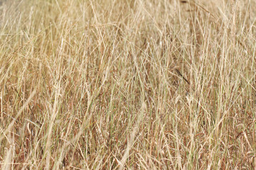 Grass field background, Dry golden grass.