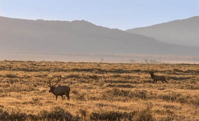 Bull Elk in the Fall Rut