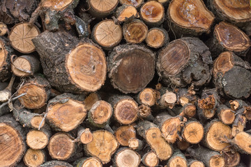 wooden logs. firewoods folded together.