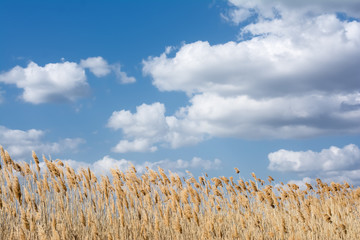 Yellow reeds and blue sky, with fluffy white clouds