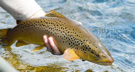 Brown Trout Release