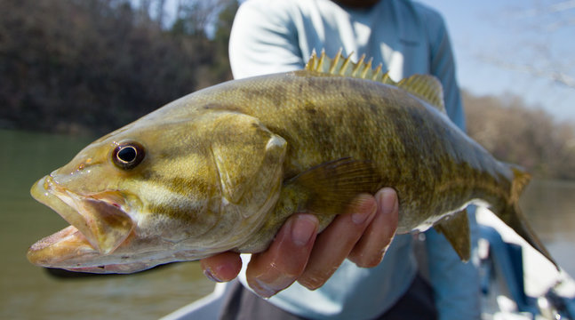 Smallmouth Bass