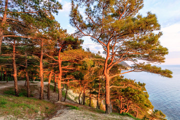 Fototapeta na wymiar Beautiful scenic landscape of pine tree wood on Black Sea coast at sunset. Seaside scenery with blue sky in Caucasus mountains