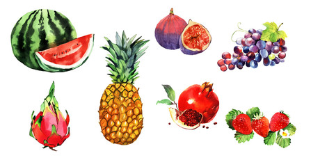 watercolor exotic fruits set, pineapple, pomegranate, watermelon, dragon eye
