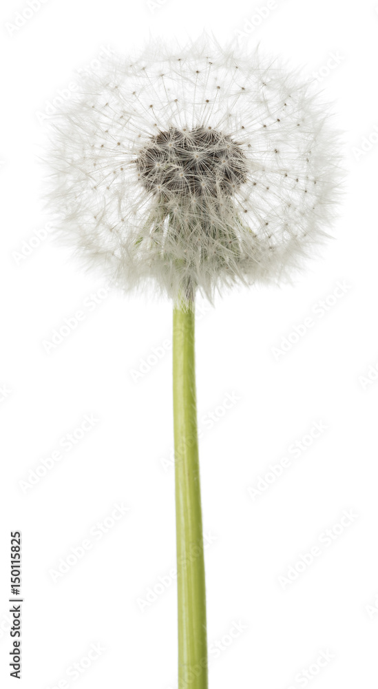 Poster dandelion blowball