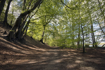Springtime Danish beech forest