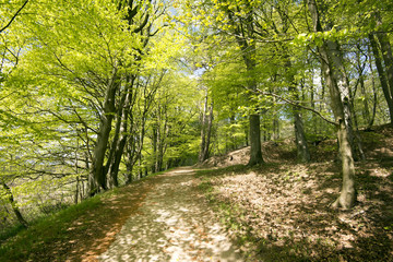 Springtime Danish beech forest
