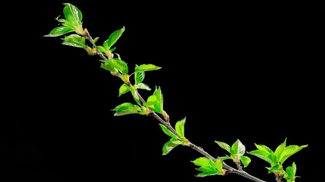 The opening leaves of sakura in spring, time-lapse with alpha channel
