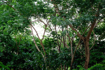nature concept green trees in the shade garden