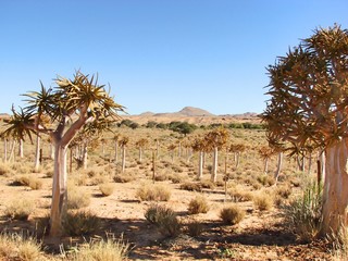 Quiver Tree Field