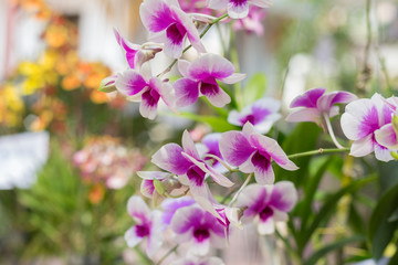Fototapeta na wymiar orchid flowers with leaves