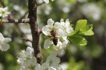 Пчела сидит на белом цветке
