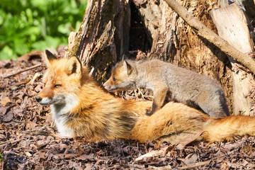 キタキツネの親子
