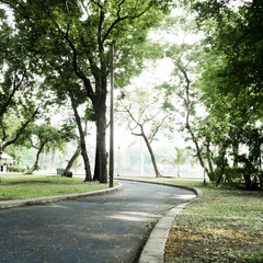 Fototapeta na wymiar Green trees during the morning sunrise in the park.