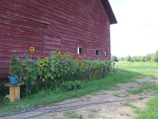Red Barn with Sunflowers