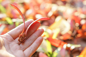 Flying seed / Dipterocarpaceae / Dipterocapus alatus Roxb. ex G.Don
