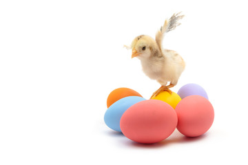  Easter colorful eggs and cute little chicken isolated on white background