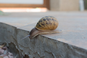 A large snail near the cliff
