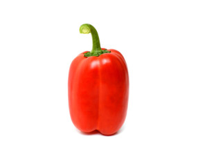 Single red bell pepper or capsicum isolated on white background