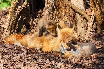 キタキツネの親子
