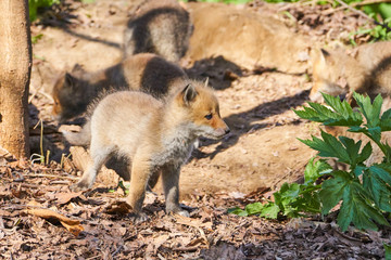 キタキツネの赤ちゃん
