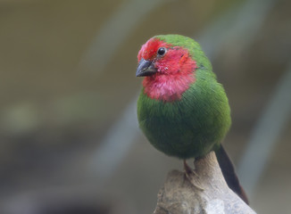 Краснозобый попугай - финч Red - throated parrot - finch