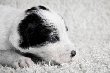 Fototapeta premium White puppies on a white fuzzy background