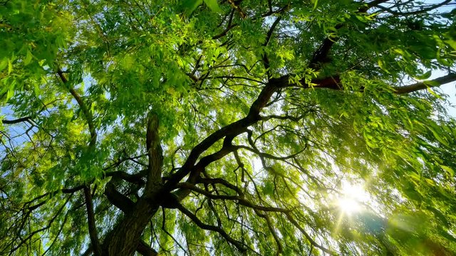 The spring sun gently shining through the fresh green branches of a large weeping willow