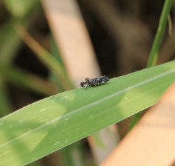 grasshopper