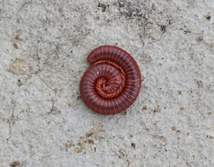 millipede