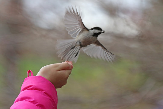 M&eacute;sange &agrave; t&ecirc;te noire